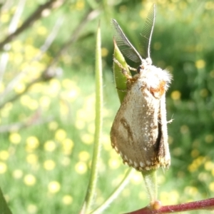 Epicoma melanosticta at Emu Creek Belconnen (ECB) - 18 Jan 2024