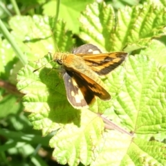 Ocybadistes walkeri (Green Grass-dart) at Belconnen, ACT - 17 Jan 2024 by JohnGiacon