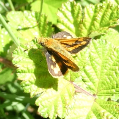 Ocybadistes walkeri (Green Grass-dart) at Emu Creek Belconnen (ECB) - 17 Jan 2024 by JohnGiacon