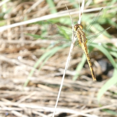 Diplacodes bipunctata (Wandering Percher) at Flea Bog Flat to Emu Creek Corridor - 17 Jan 2024 by JohnGiacon