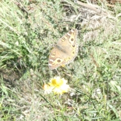 Junonia villida (Meadow Argus) at Emu Creek - 17 Jan 2024 by JohnGiacon