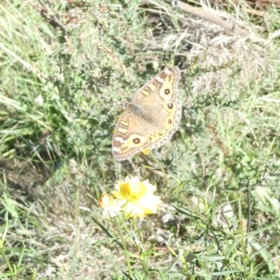 Junonia villida (Meadow Argus) at Emu Creek Belconnen (ECB) - 17 Jan 2024 by JohnGiacon