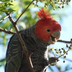 Callocephalon fimbriatum (Gang-gang Cockatoo) at Watson Green Space - 19 Jan 2024 by AniseStar