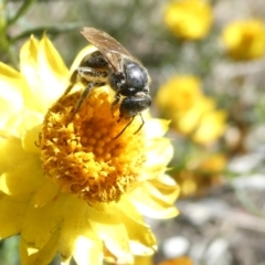 Lasioglossum (Chilalictus) sp. (genus & subgenus) (Halictid bee) at Emu Creek Belconnen (ECB) - 18 Jan 2024 by JohnGiacon