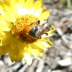 Lasioglossum (Chilalictus) sp. (genus & subgenus) at Undefined Area - 18 Jan 2024 09:40 AM