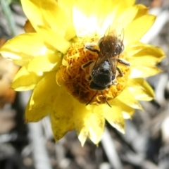 Lasioglossum (Chilalictus) sp. (genus & subgenus) at Undefined Area - 18 Jan 2024 09:40 AM