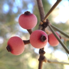 Amyema cambagei (Sheoak Mistletoe) at Kambah, ACT - 19 Jan 2024 by HelenCross