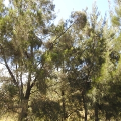 Casuarina cunninghamiana subsp. cunninghamiana (River She-Oak, River Oak) at Lions Youth Haven - Westwood Farm - 19 Jan 2024 by HelenCross