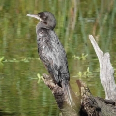 Phalacrocorax sulcirostris (Little Black Cormorant) at Watson Green Space - 19 Jan 2024 by AniseStar