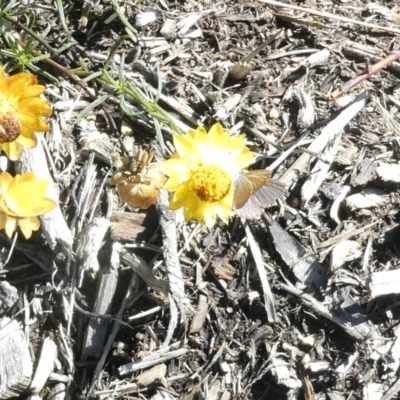 Zizina otis (Common Grass-Blue) at Flea Bog Flat to Emu Creek Corridor - 17 Jan 2024 by JohnGiacon