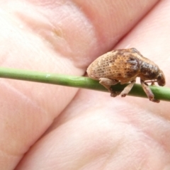 Gonipterus scutellatus (Eucalyptus snout beetle, gum tree weevil) at Emu Creek Belconnen (ECB) - 17 Jan 2024 by JohnGiacon