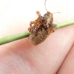 Gonipterus scutellatus at Emu Creek Belconnen (ECB) - 17 Jan 2024