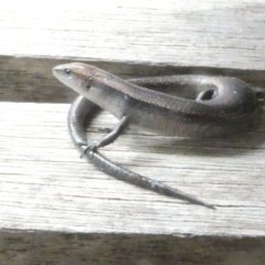 Lampropholis delicata (Delicate Skink) at Flea Bog Flat to Emu Creek Corridor - 16 Jan 2024 by JohnGiacon