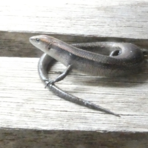 Lampropholis delicata at Emu Creek Belconnen (ECB) - 17 Jan 2024