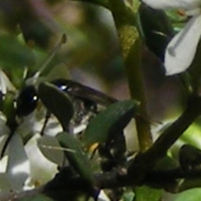 Apiformes (informal group) (Unidentified bee) at Mount Taylor NR (MTN) - 19 Jan 2024 by MichaelMulvaney