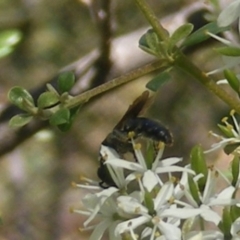 Apiformes (informal group) at Mount Taylor NR (MTN) - 19 Jan 2024