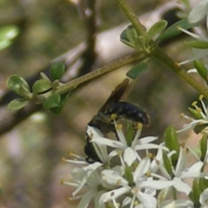 Apiformes (informal group) at Undefined Area - 19 Jan 2024 11:32 AM