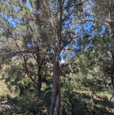 Casuarina cunninghamiana subsp. cunninghamiana (River She-Oak, River Oak) at Lions Youth Haven - Westwood Farm A.C.T. - 19 Jan 2024 by HelenCross