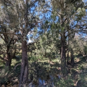 Casuarina cunninghamiana subsp. cunninghamiana at Lions Youth Haven - Westwood Farm A.C.T. - 19 Jan 2024