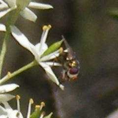 Lucilia sp. (genus) (A blowfly) at Mount Taylor NR (MTN) - 19 Jan 2024 by MichaelMulvaney