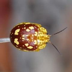 Paropsis maculata (Spotted leaf beetle) at Jervis Bay, JBT - 17 Jan 2024 by RobG1