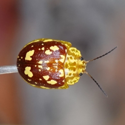 Paropsis maculata (Spotted leaf beetle) at Jervis Bay, JBT - 17 Jan 2024 by RobG1