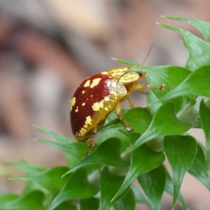 Paropsis maculata at Booderee National Park - 17 Jan 2024