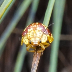 Paropsis maculata at Booderee National Park - 17 Jan 2024 12:14 PM