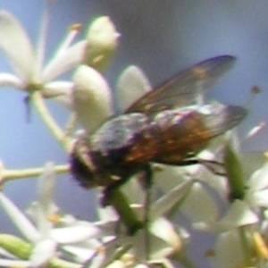 Calliphora sp. (genus) at Mount Taylor NR (MTN) - 19 Jan 2024