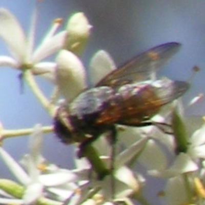 Calliphora sp. (genus) (Unidentified blowfly) at Kambah, ACT - 19 Jan 2024 by MichaelMulvaney
