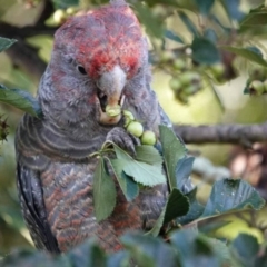 Callocephalon fimbriatum at Hackett, ACT - 19 Jan 2024