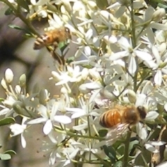 Apis mellifera (European honey bee) at Kambah, ACT - 19 Jan 2024 by MichaelMulvaney
