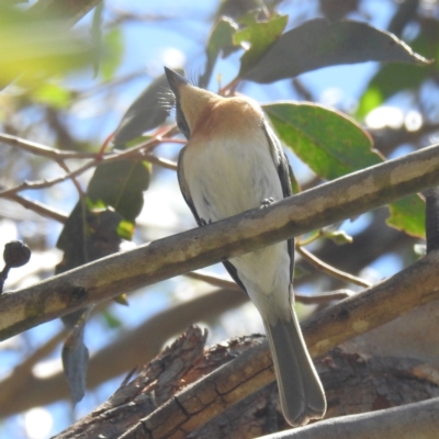 Myiagra rubecula (Leaden Flycatcher) at Lions Youth Haven - Westwood Farm A.C.T. - 19 Jan 2024 by HelenCross