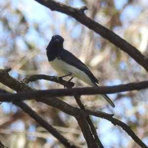 Myiagra rubecula at Lions Youth Haven - Westwood Farm A.C.T. - 19 Jan 2024 01:52 PM