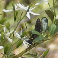 Apiformes (informal group) (Unidentified bee) at Kambah, ACT - 19 Jan 2024 by MichaelMulvaney