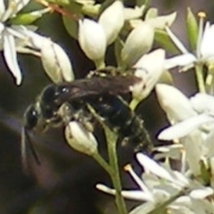 Apiformes (informal group) at Mount Taylor NR (MTN) - 19 Jan 2024 11:42 AM