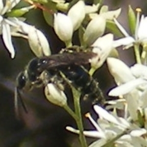 Apiformes (informal group) at Mount Taylor NR (MTN) - 19 Jan 2024 11:42 AM