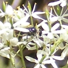 Apiformes (informal group) at Mount Taylor NR (MTN) - 19 Jan 2024 11:42 AM