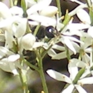 Apiformes (informal group) at Mount Taylor NR (MTN) - 19 Jan 2024 11:42 AM