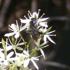 Apiformes (informal group) at Mount Taylor NR (MTN) - 19 Jan 2024 11:42 AM