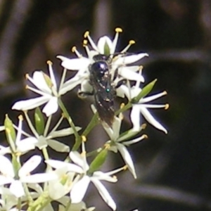 Apiformes (informal group) at Mount Taylor NR (MTN) - 19 Jan 2024 11:42 AM