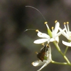 Nemophora (genus) (A Fairy Moth) at Mount Taylor - 19 Jan 2024 by MichaelMulvaney