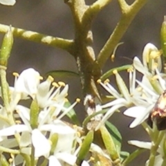 Nemophora (genus) at Mount Taylor NR (MTN) - 19 Jan 2024 11:44 AM