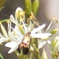 Nemophora (genus) at Mount Taylor NR (MTN) - 19 Jan 2024