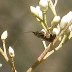 Nemophora (genus) at Mount Taylor NR (MTN) - 19 Jan 2024 11:44 AM