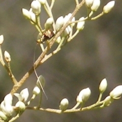 Nemophora (genus) at Mount Taylor NR (MTN) - 19 Jan 2024