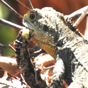 Chelepteryx collesi at ANBG - 18 Jan 2024