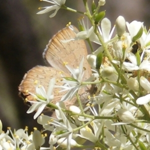 Paralucia pyrodiscus at Mount Taylor NR (MTN) - suppressed