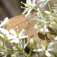 Paralucia pyrodiscus at Mount Taylor NR (MTN) - suppressed