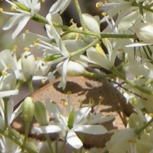 Paralucia pyrodiscus at Mount Taylor NR (MTN) - suppressed